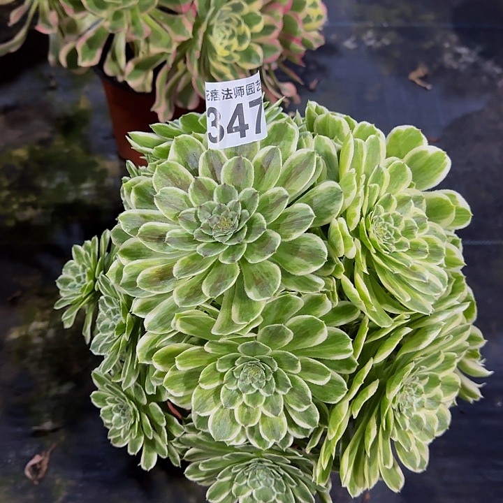 红陶碧浪34700000