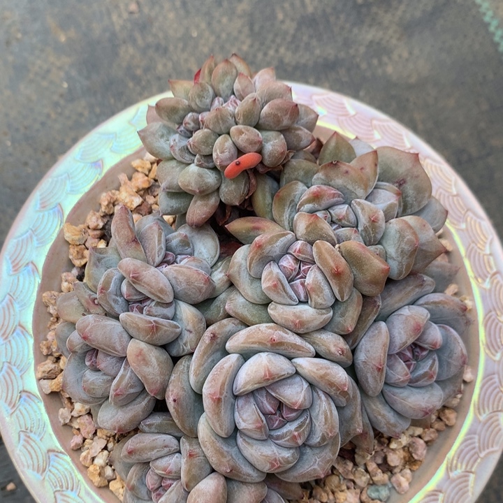 石榴籽小脸星影14头带小缀