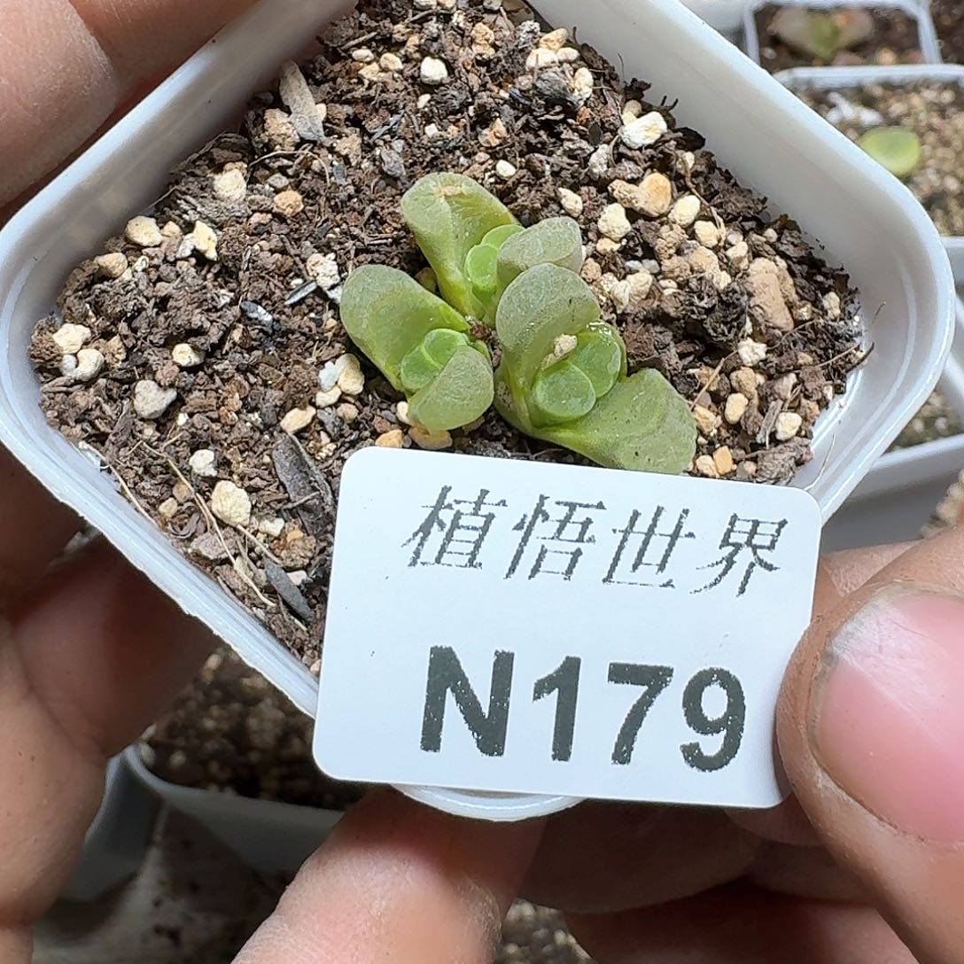 179号多肉植物哇vb