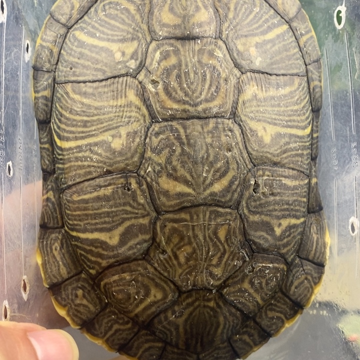 巴西彩龟母666666666