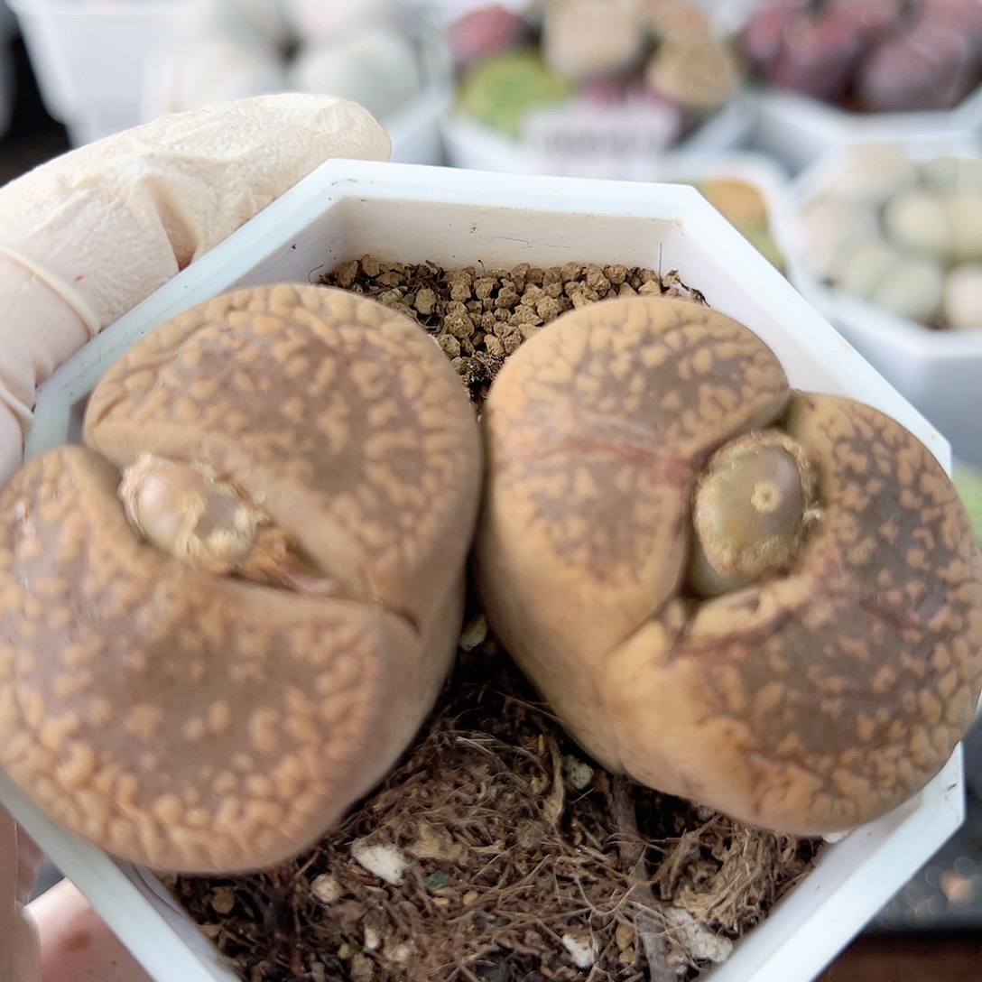 2001 好养易活生石花大母本超级大双头