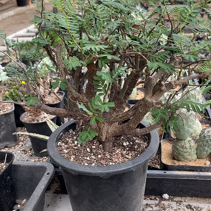 无花朵沙漠苏木大老桩