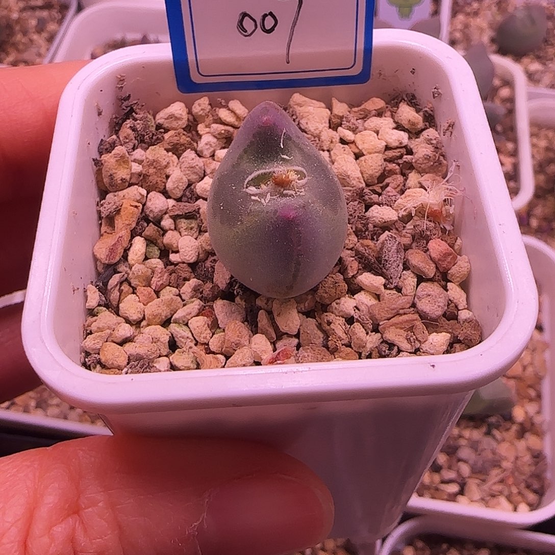 王***的007号大眼睛空蝉一颗