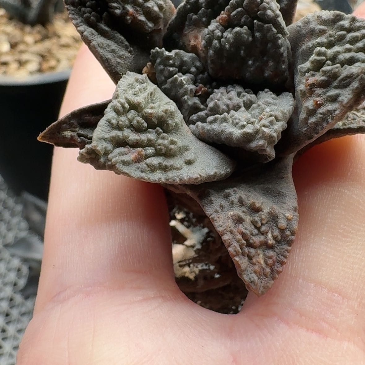 【闪购商品】实生哥斯拉牡丹