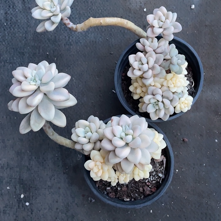 大课艾伦锦带盆发货