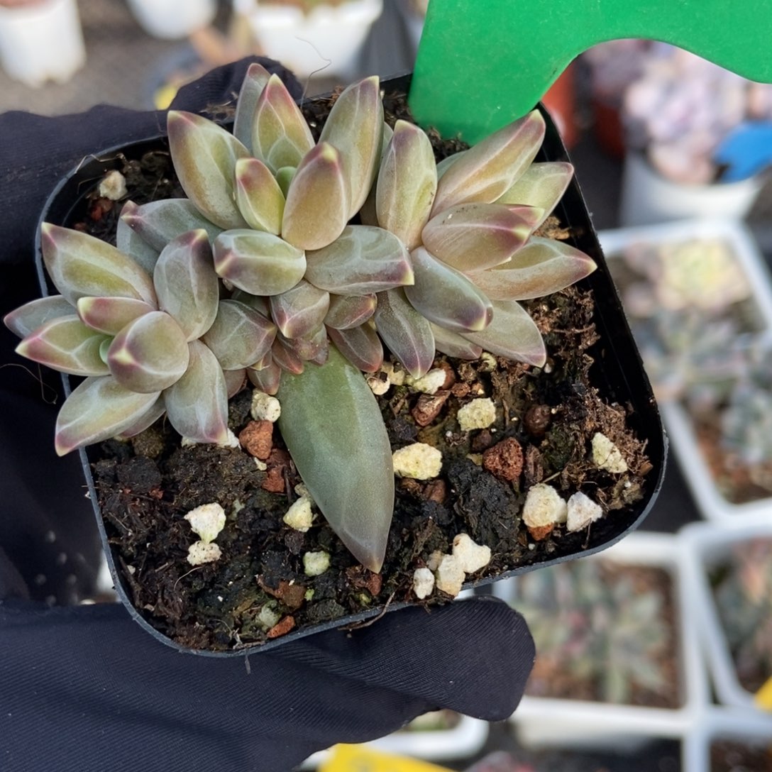 1025梵高美人多肉植物