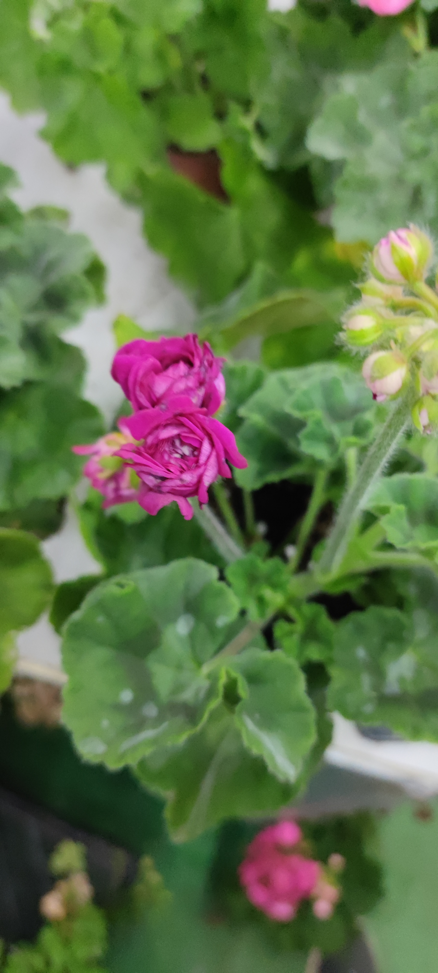 艾斯菲尔直立系天竺葵