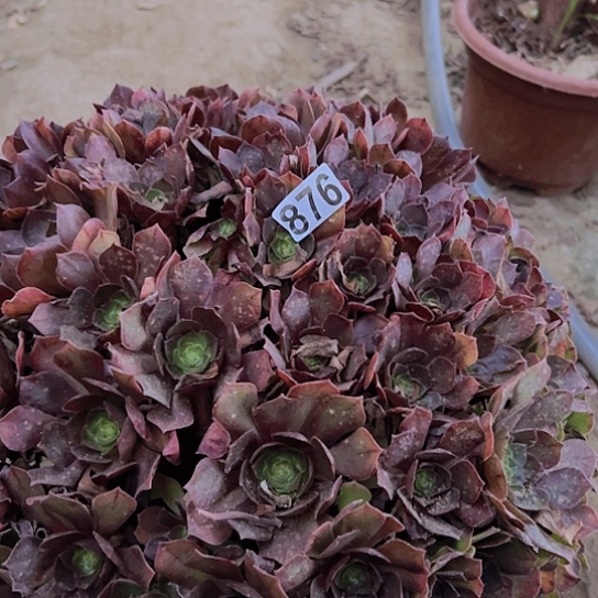 愿***花多肉植物一个撕拉碗