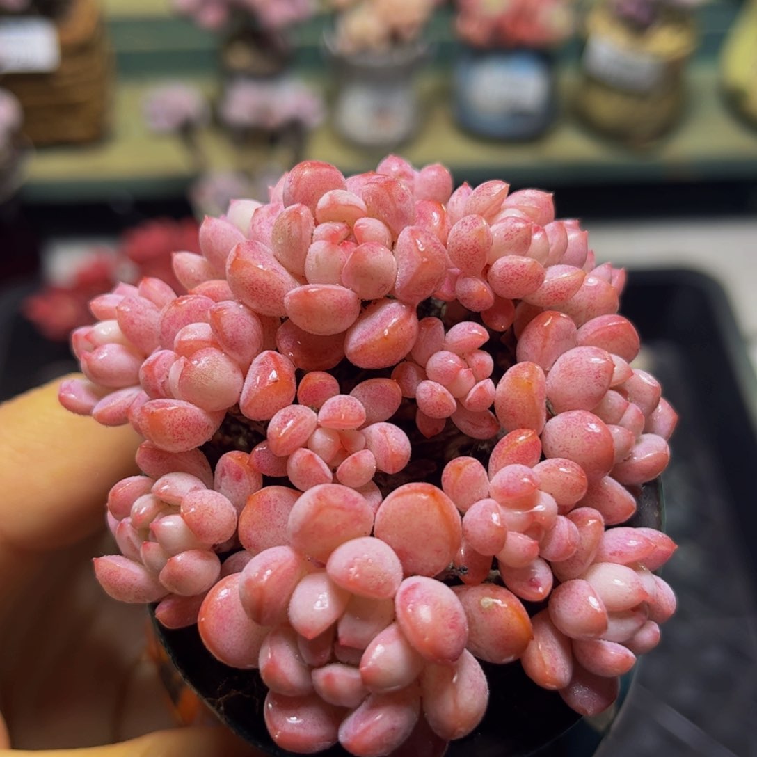 735 萌豆8 厘米多肉