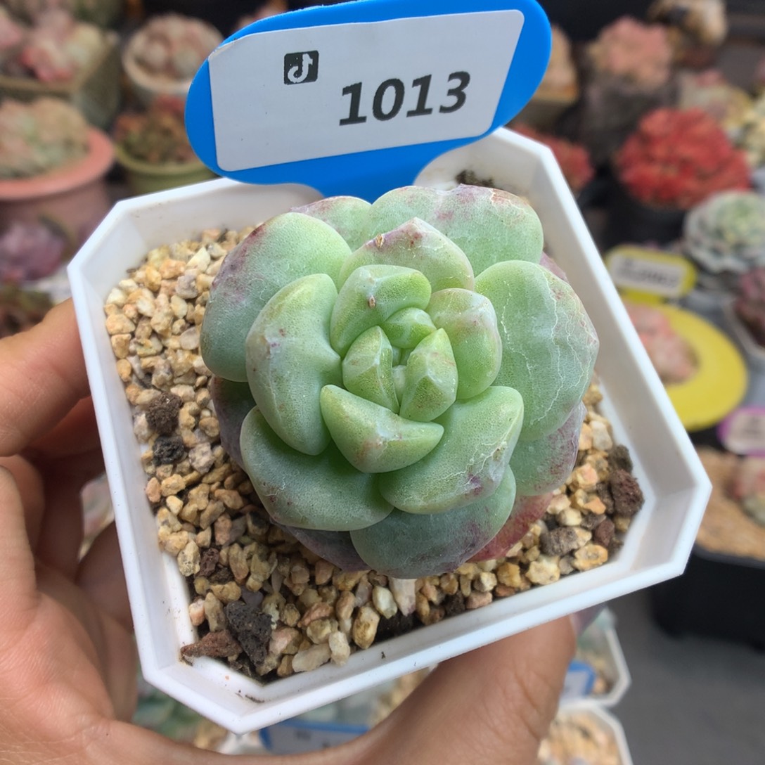 1013新年快乐冰玉石化