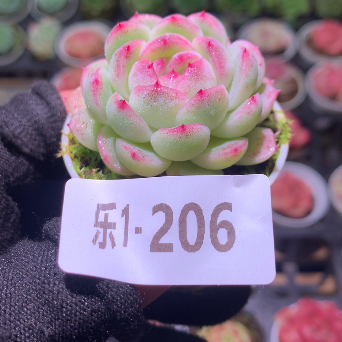 乐然 1-206 新品 