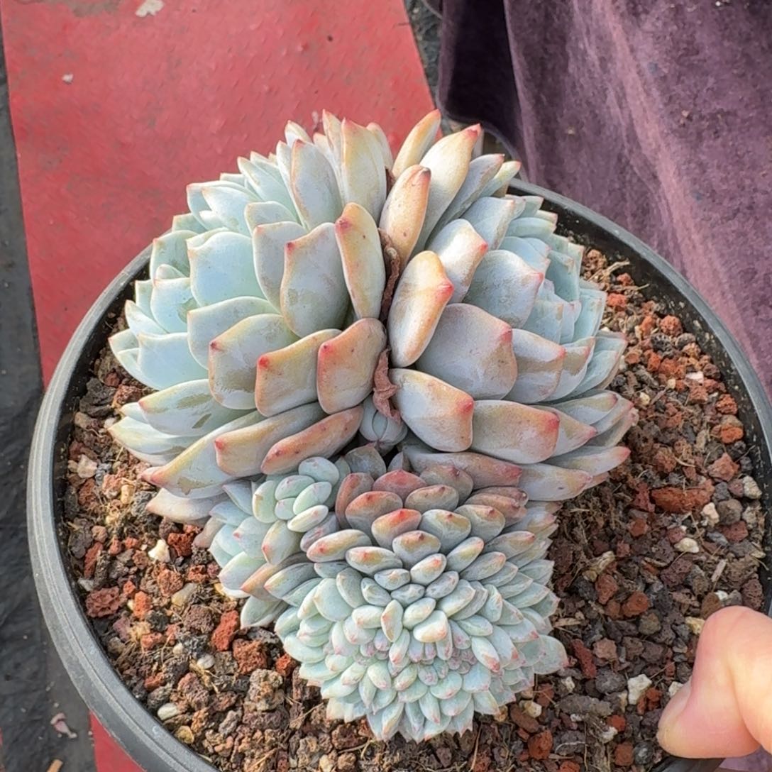 15厘米的尺寸一物一拍的