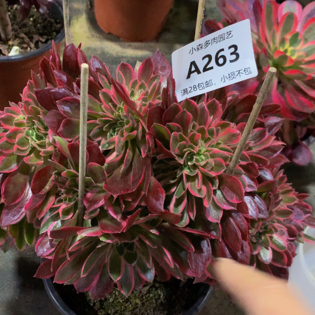 【闪购商品】温****园263女神多肉