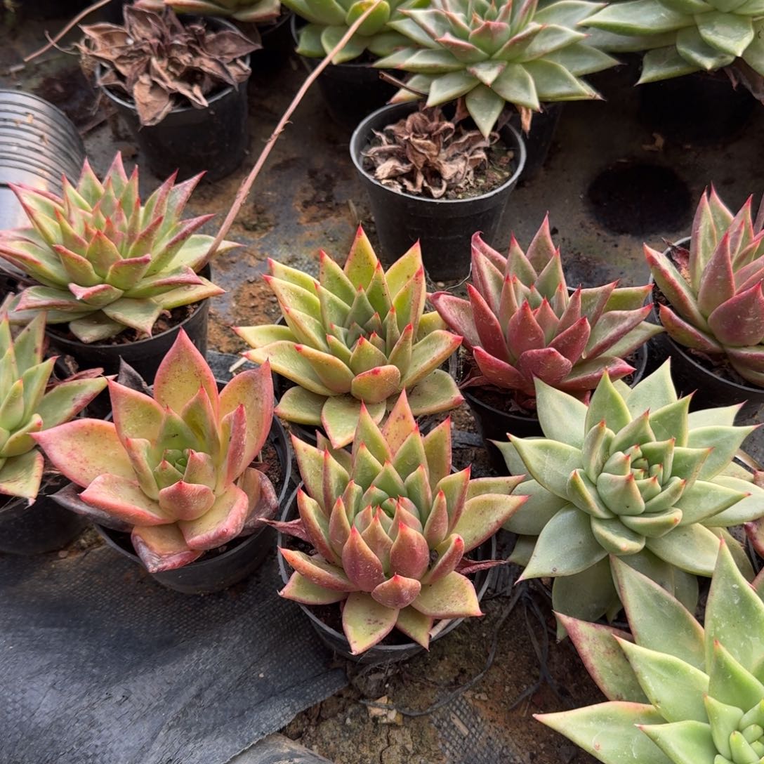 8-29东云十棵量拍脱土发货