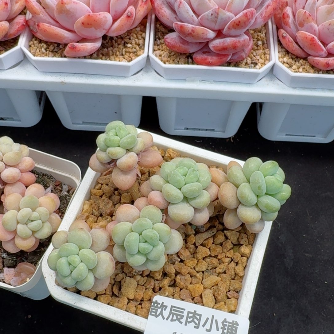 l****r多肉植物  272  洛可可
