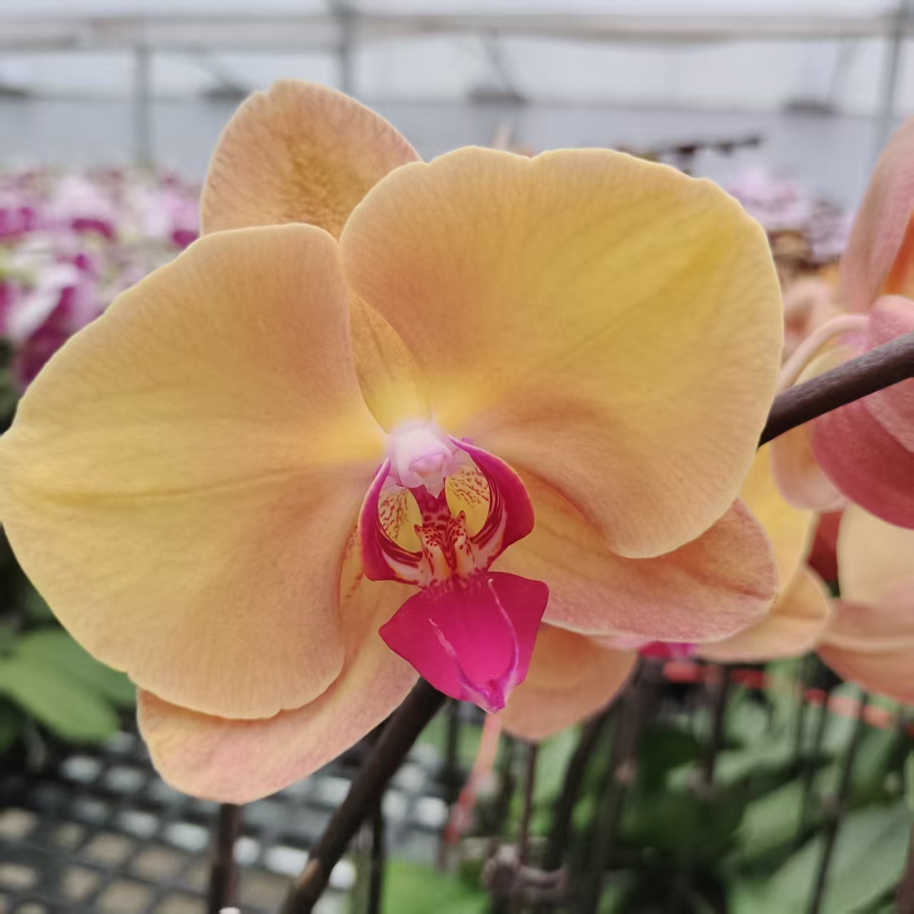 蝴蝶兰【金钻石】中大花型 橙黄色系  室内高端花卉 客厅美观