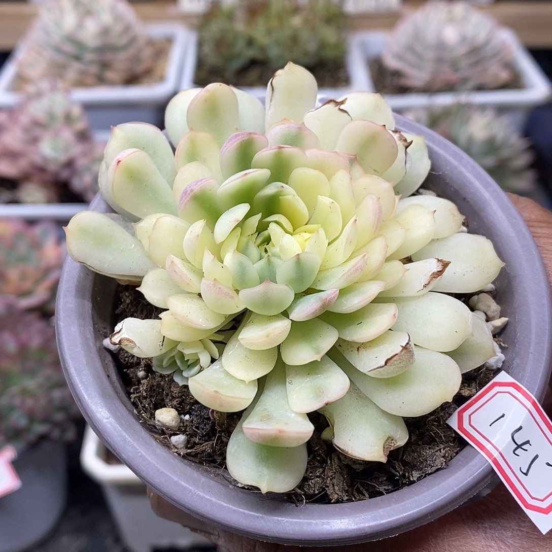 30145 梦幻玫瑰白锦 微瑕