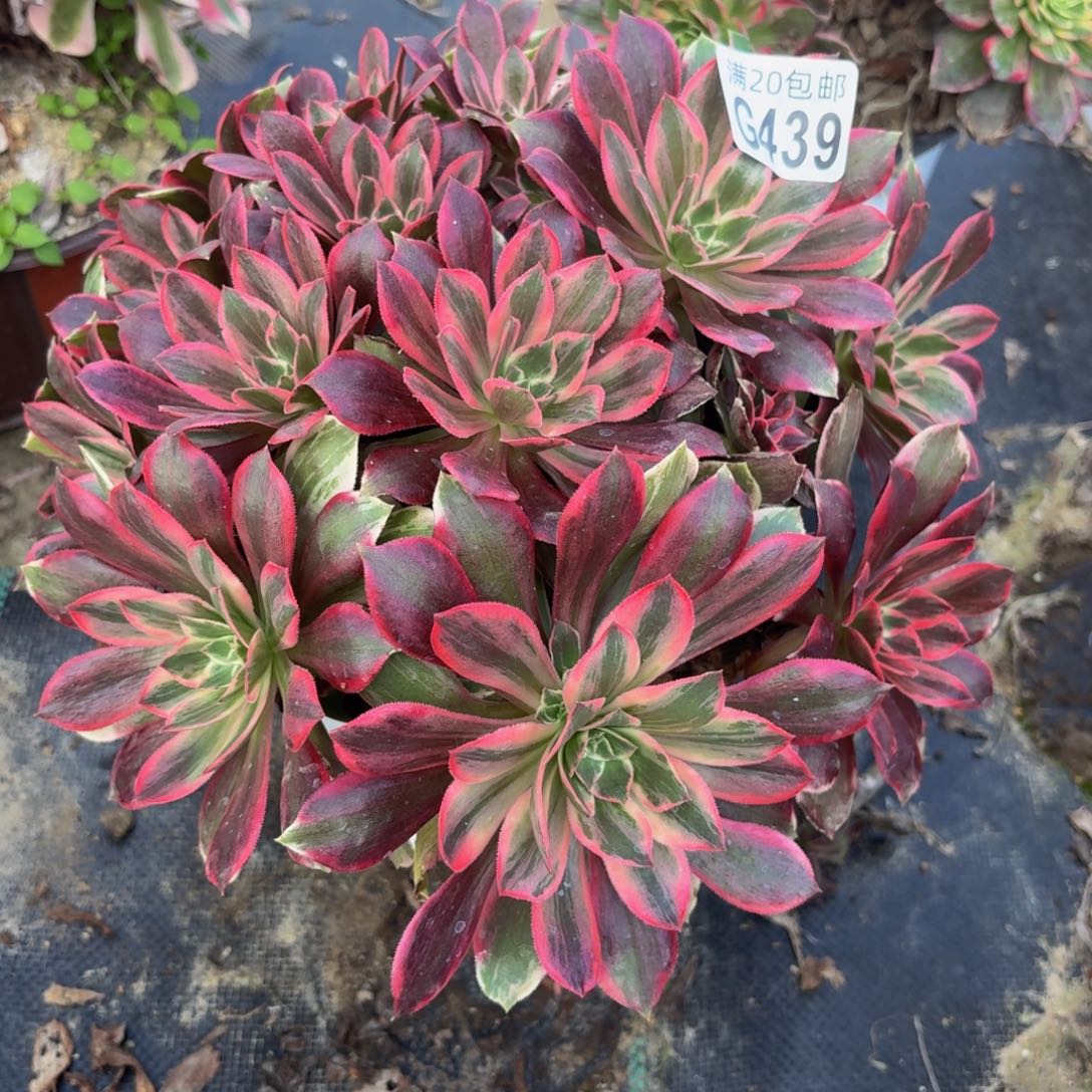 439多肉植物捧花的时候