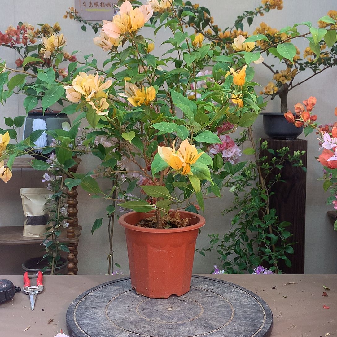 完全开放8331月朦胧