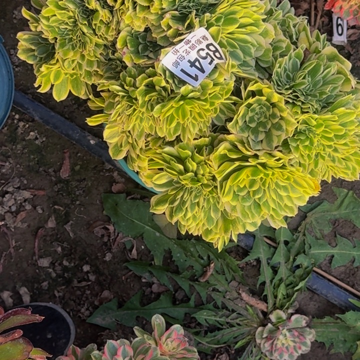 迈巴克花30-39包邮花花万紫千红总是春