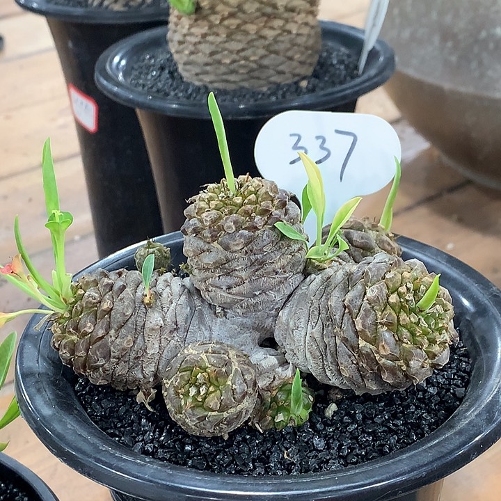 300铁甲丸群哈哈哈哈