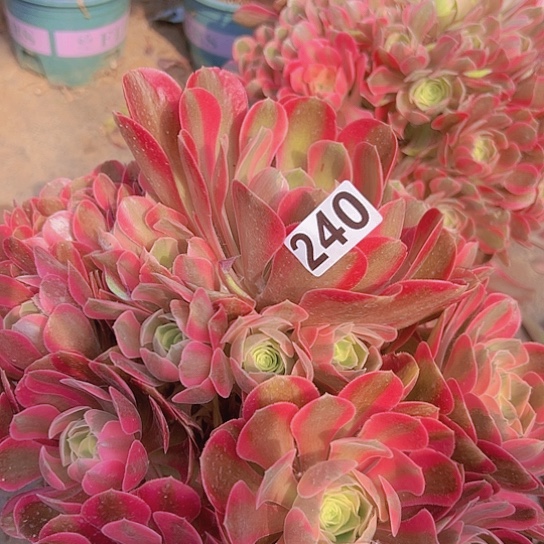 万****业多肉植物一个