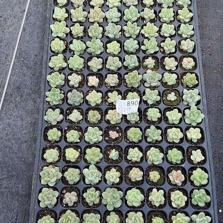 如****如图890编号273新珍妮穴盘苗一盘