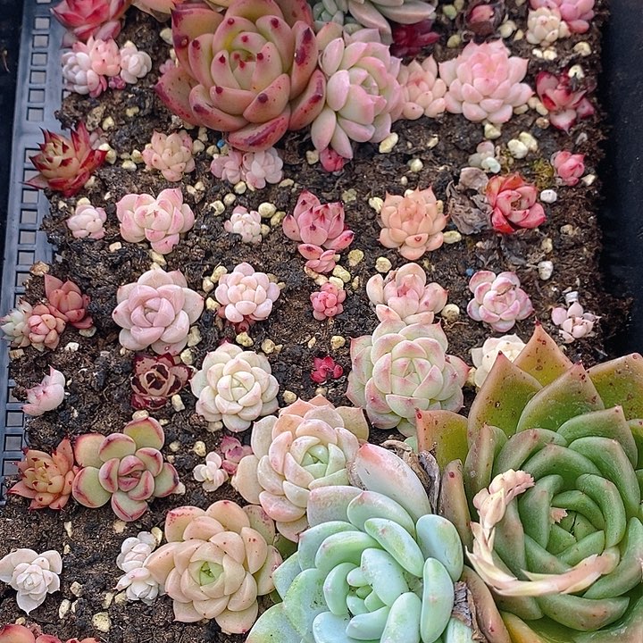 95 多肉植物盆栽花卉植物