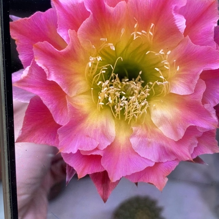 彩草114号带根6公分左右