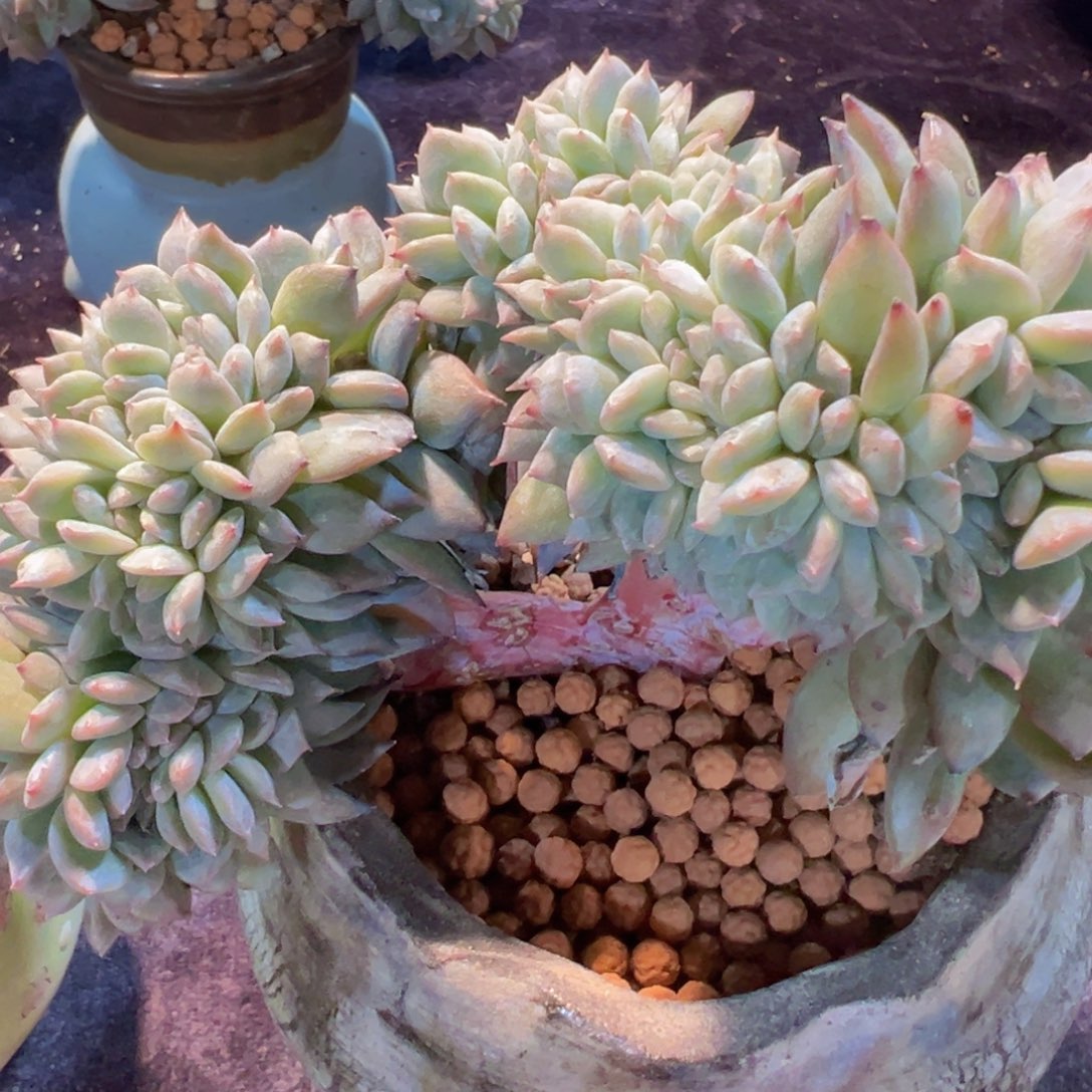 奥**?新年快乐啊宝宝们8888