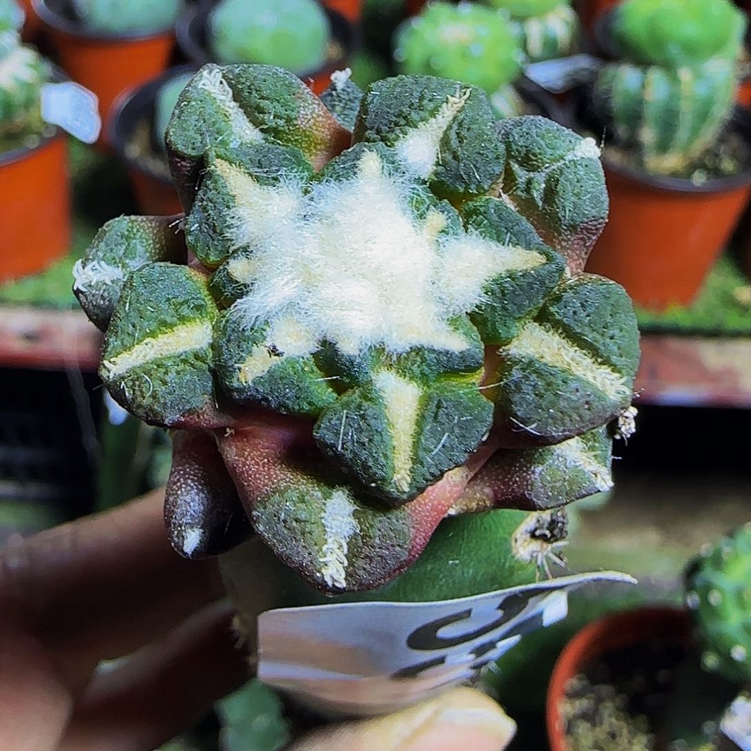 大尤黑551仙人球