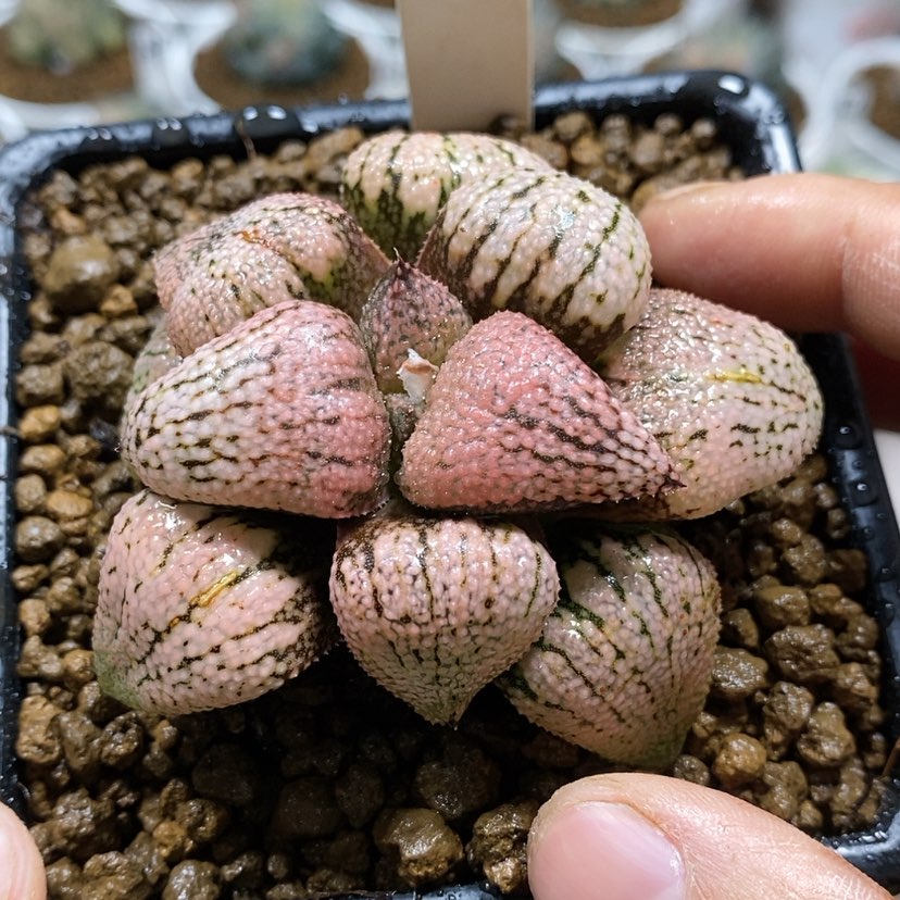 【闪购商品】69红孔雀