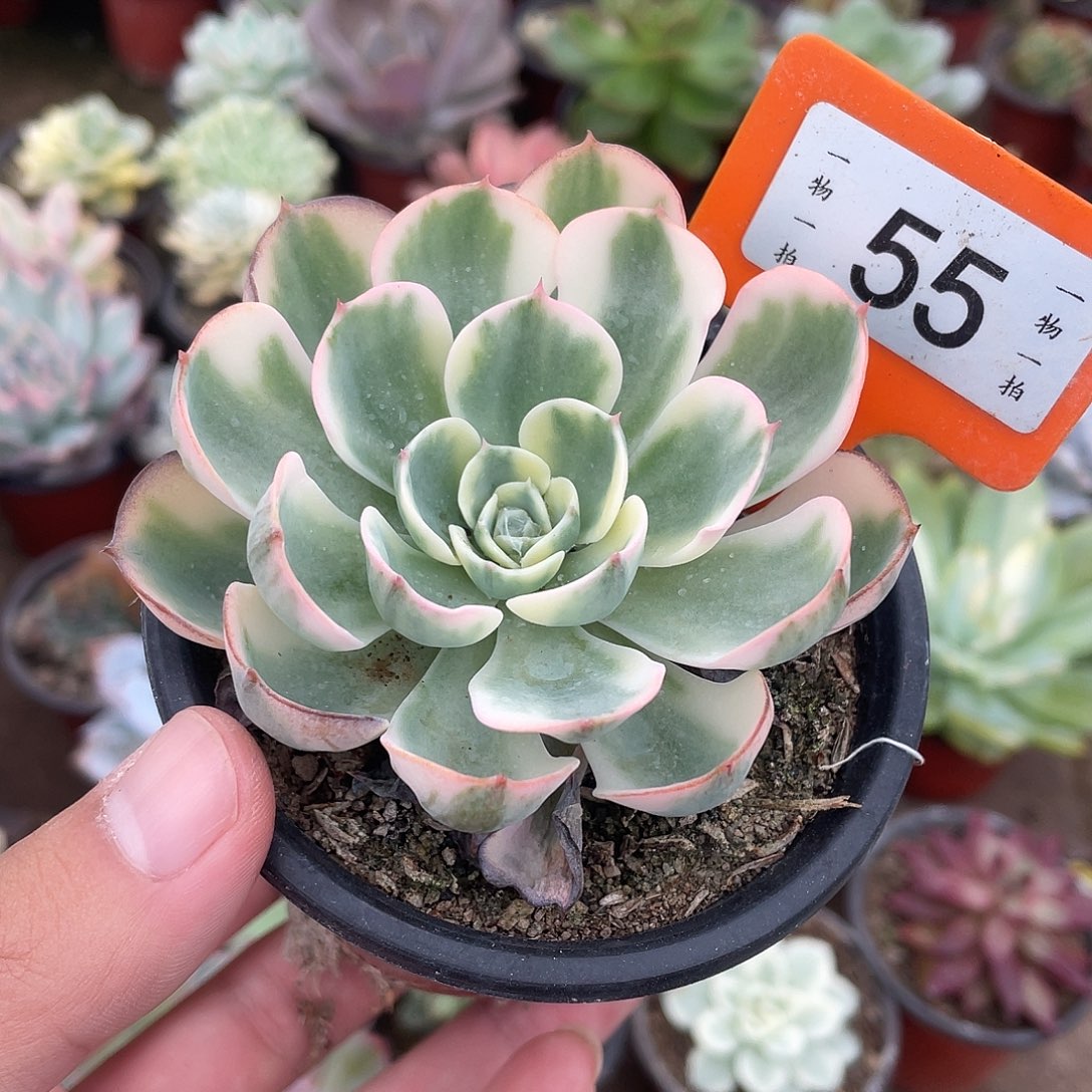 玉蝶锦55号多肉植物