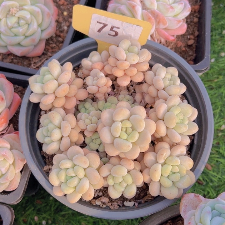 健健康康平平安安