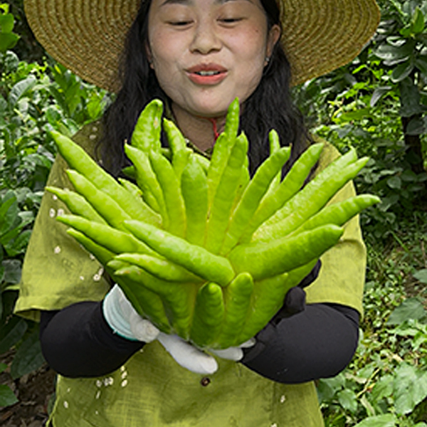 佛手柑水培绿植清供观赏闻香风水摆件香气怡人观果花卉