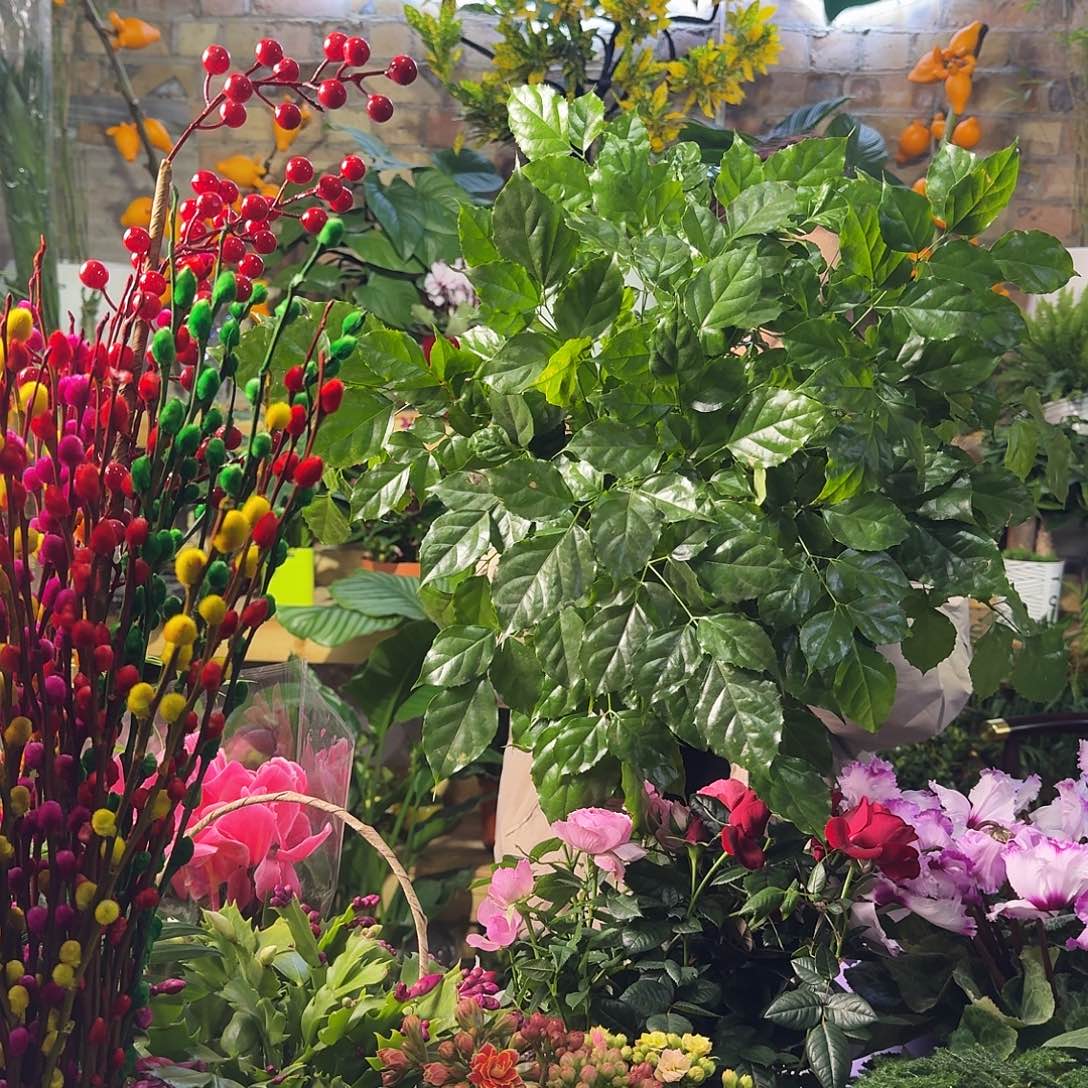 完全开放老桩幸福树