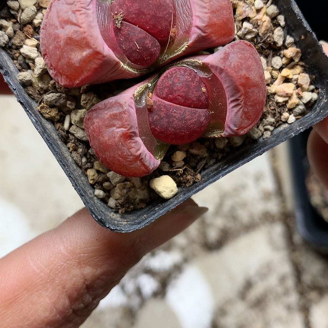 C51多肉植物保护研究所