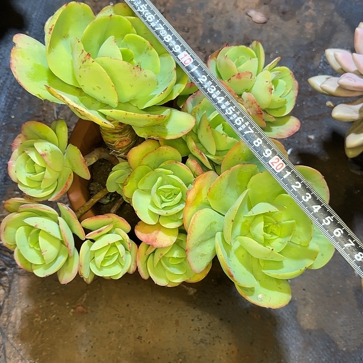 碧桃596 多肉植物一物一拍