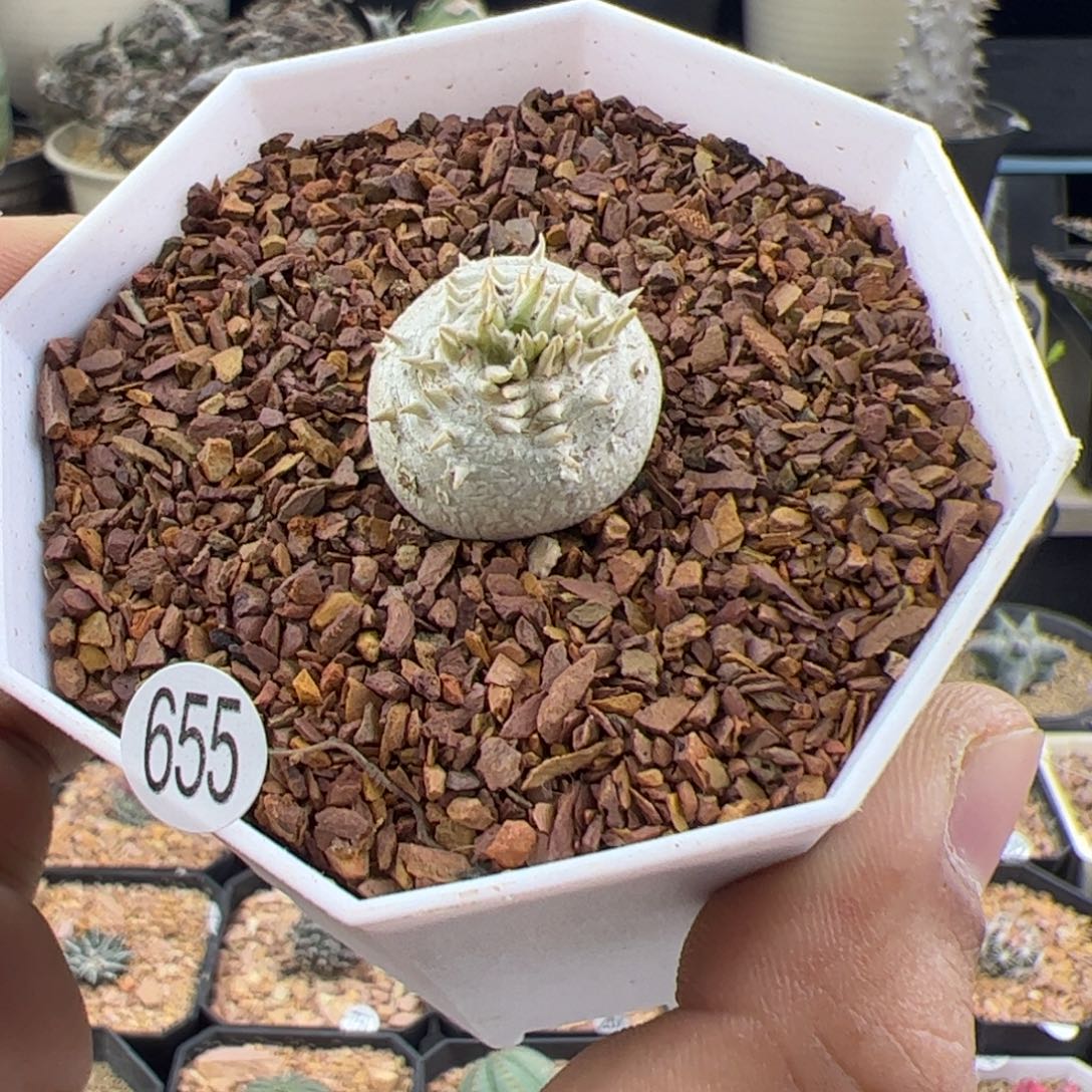 惠比须笑一物一拍655