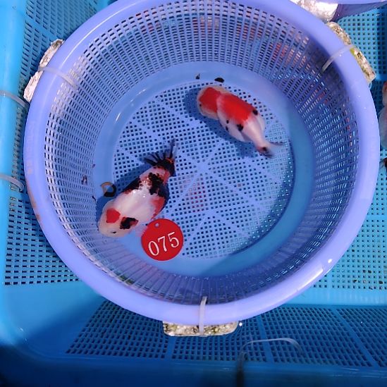 金鱼075兰寿两只特价顺丰包邮