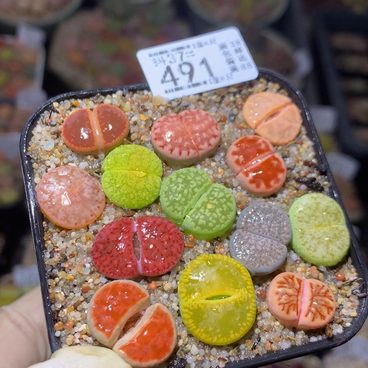 精品生石花37.491