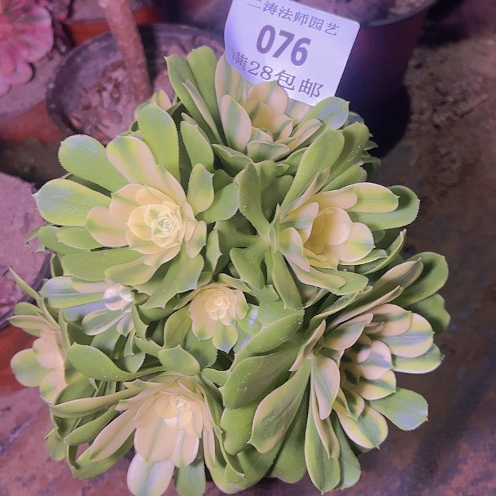 076辛尼亚多肉植物老桩