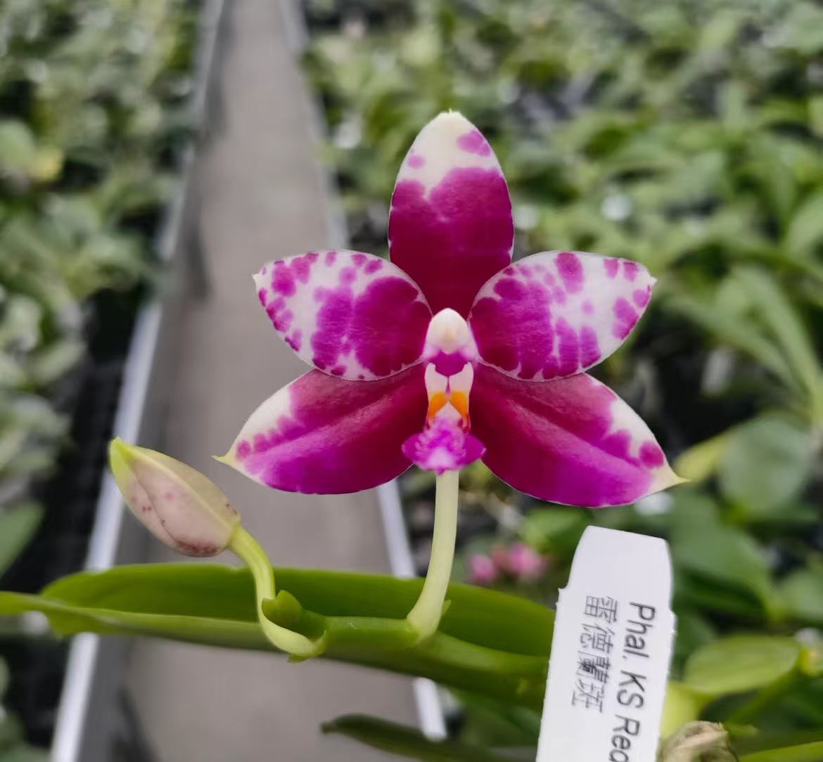 [雷德兰斑]4.5寸仅是苗超大棵壮苗盆栽室内花卉植物四季开花