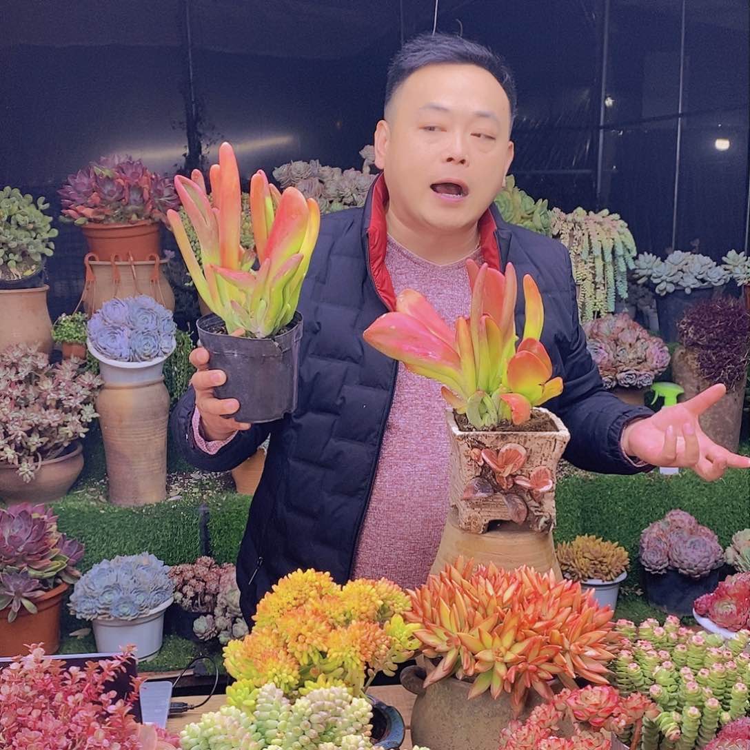 火狐狸带盆土特价福利