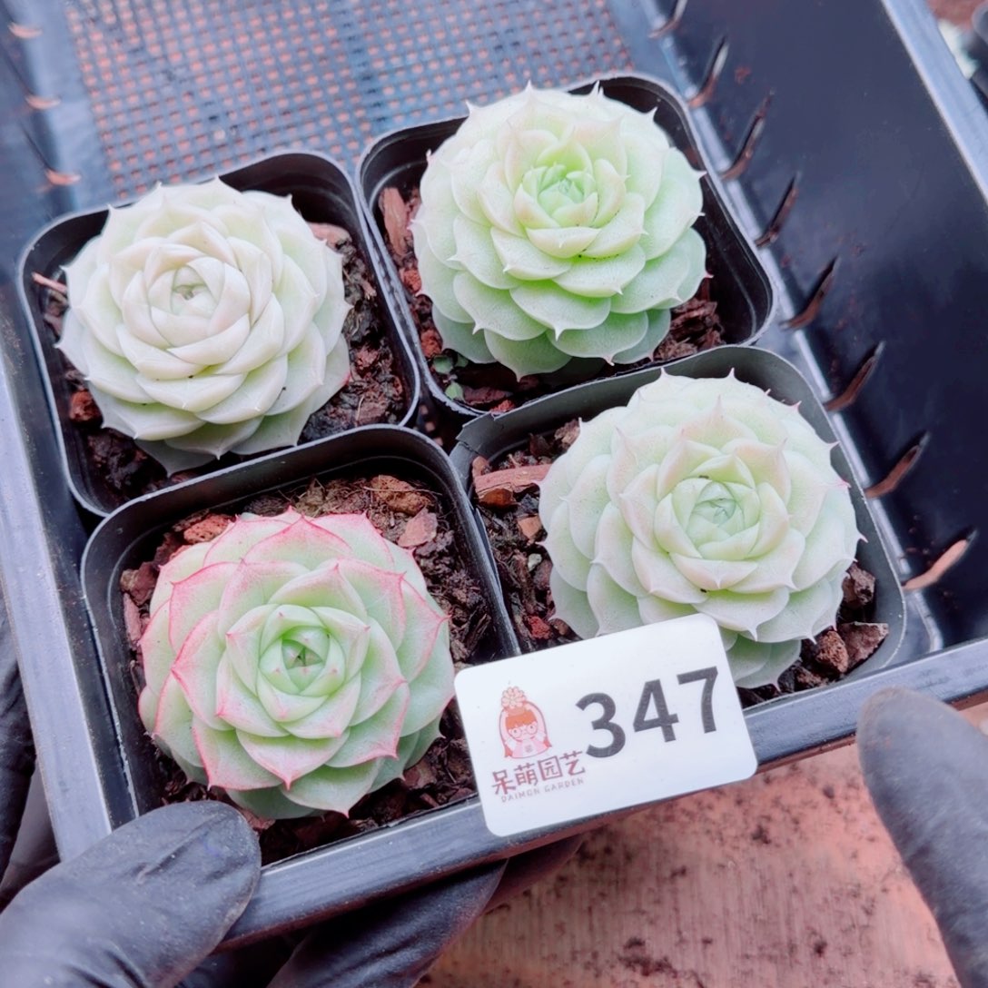 溺****多肉植物多肉植物