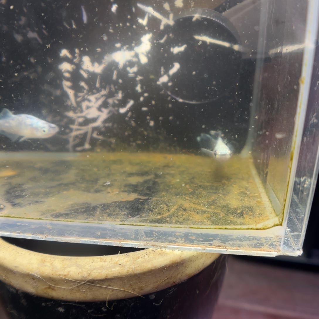 青鳉鱼观背青鳉鱼直播间16