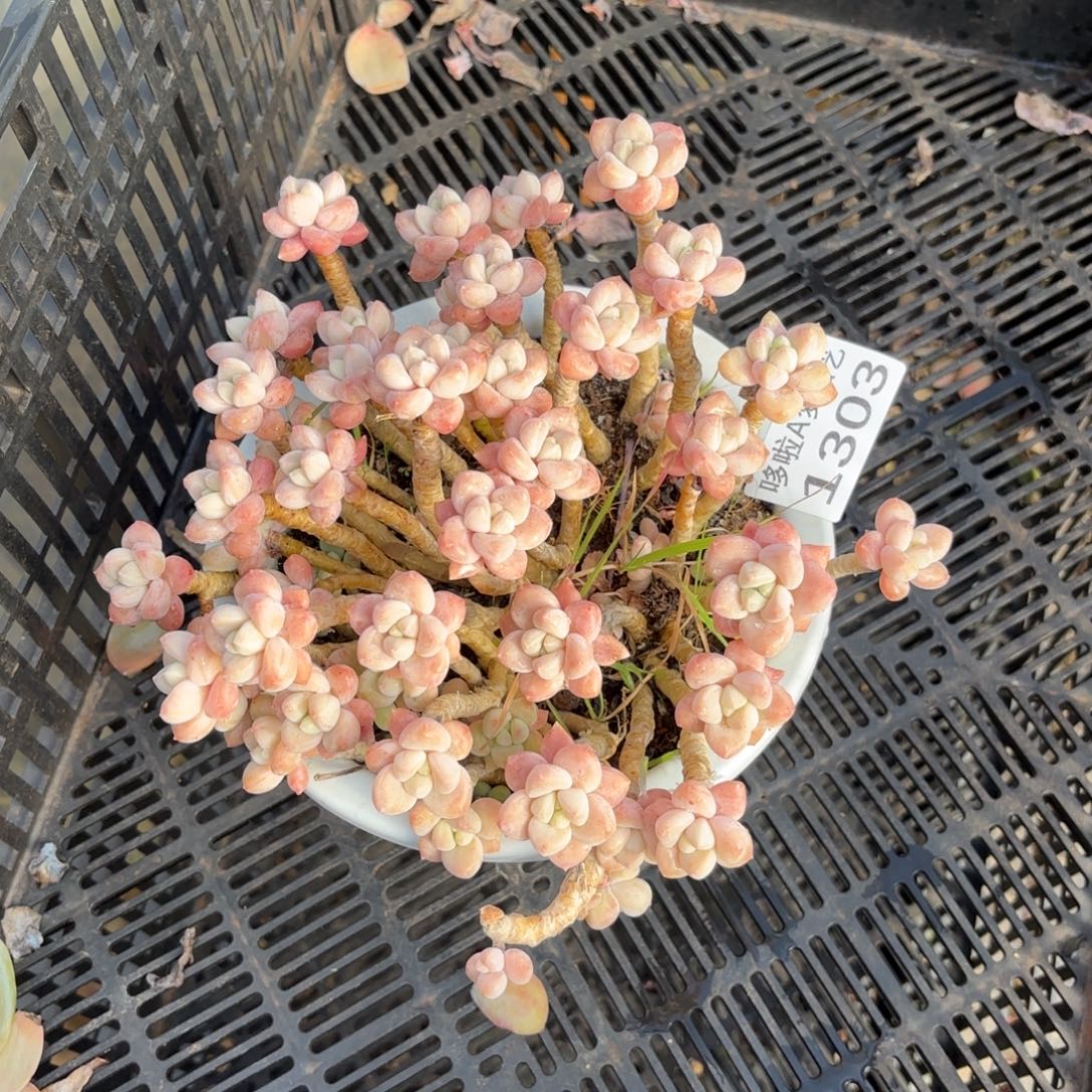 开开心心每一天象牙