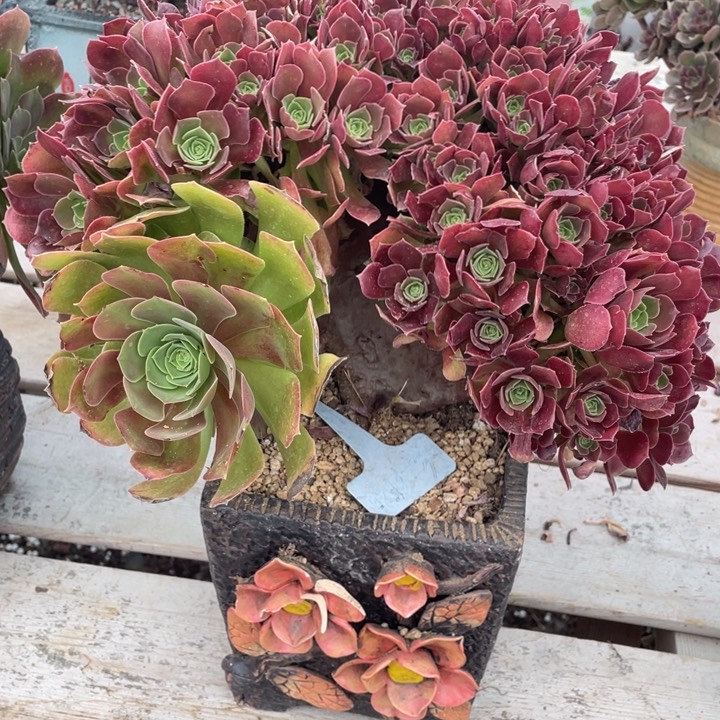 多肉植物等为食植物提供优质饲料原料