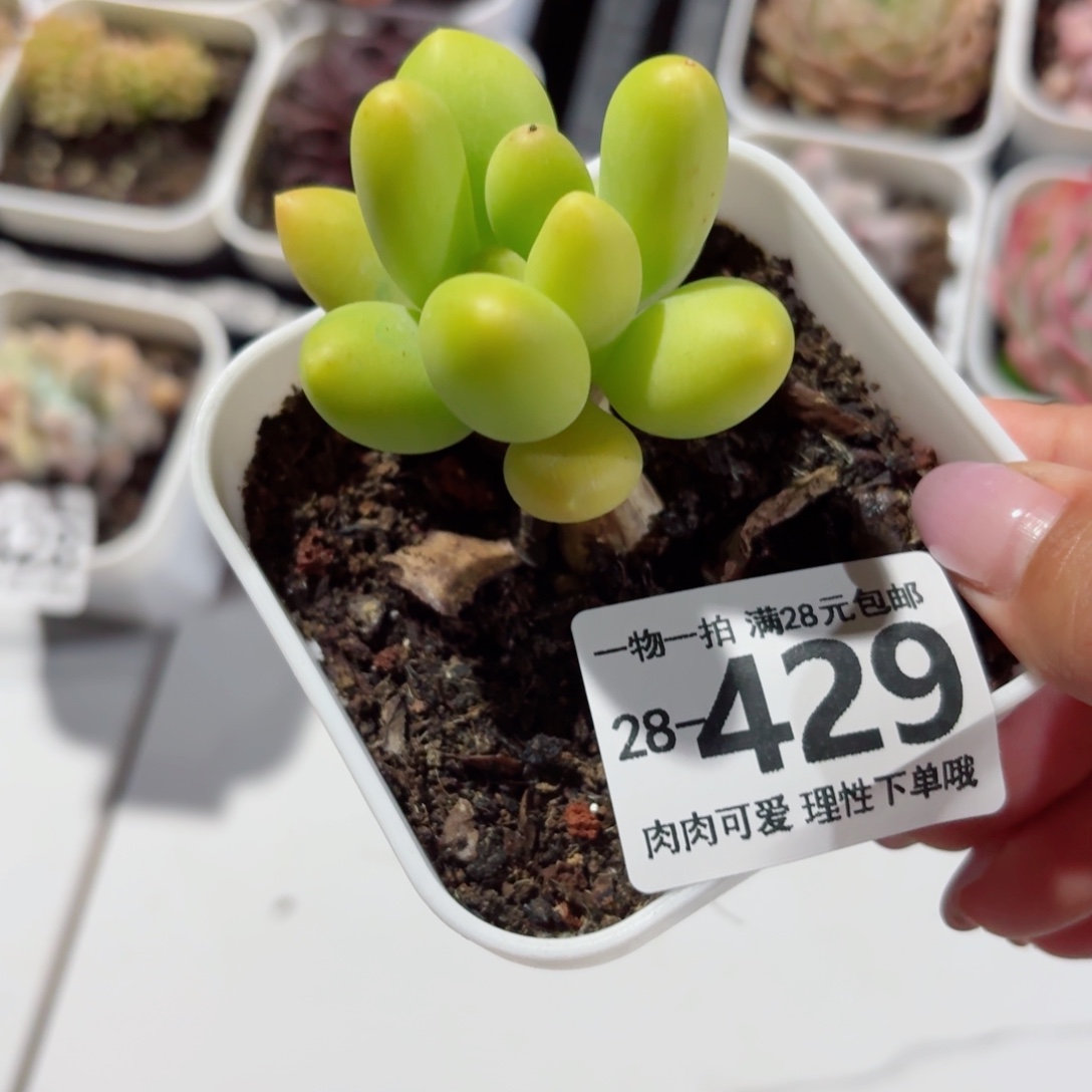 金蝉多肉无盆土发货无盆土发货无