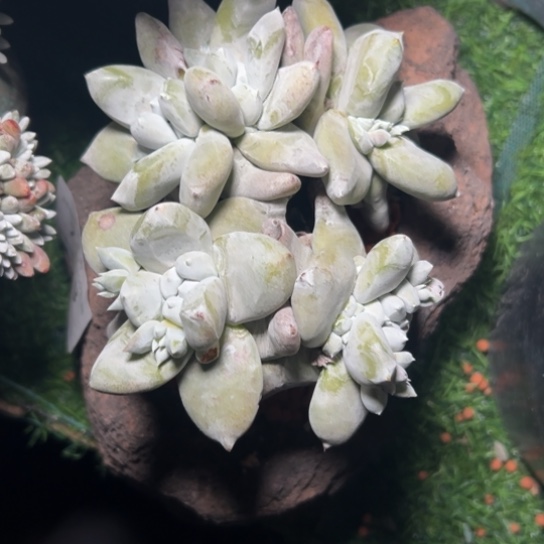 5头拇指～一物一拍7857